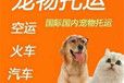 开封正规宠物托运靠谱猫咪狗狗搬家运输