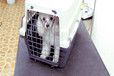 开封猫咪宠物托运汽车带宠物托运
