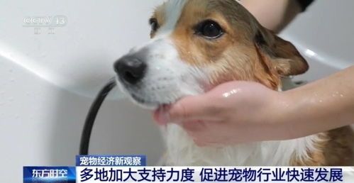 开封宠物市场，爱宠聚集地