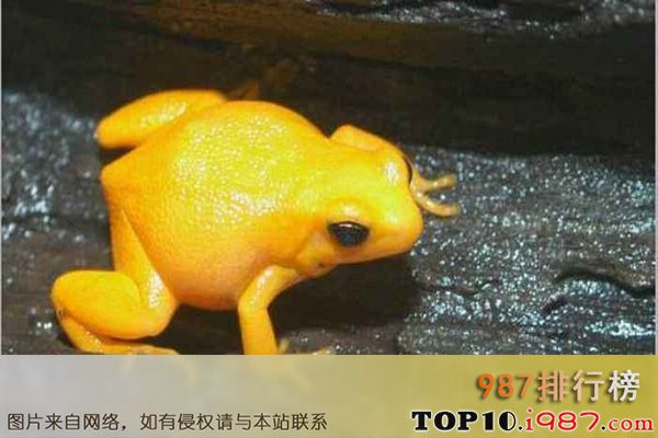 十大世界宠物蛙之金蛙