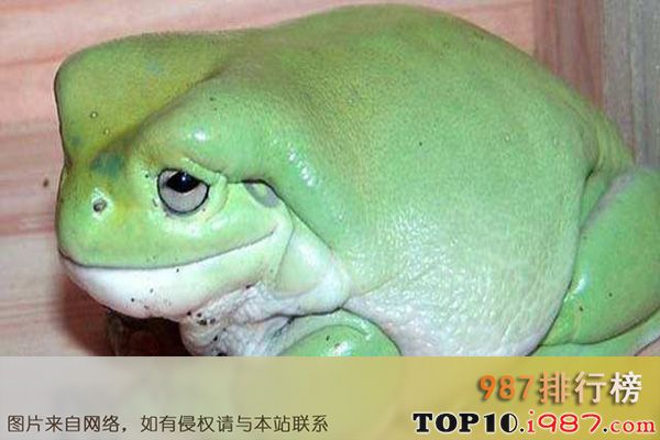 十大世界宠物蛙之白氏树蛙