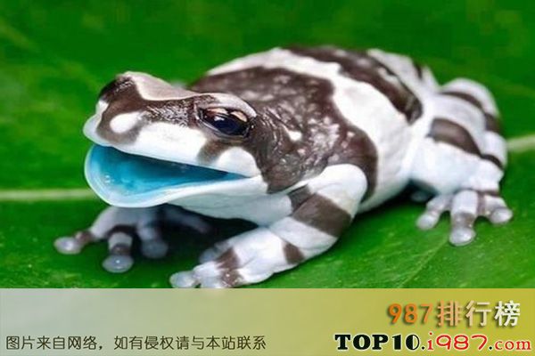 十大世界宠物蛙之牛奶蛙