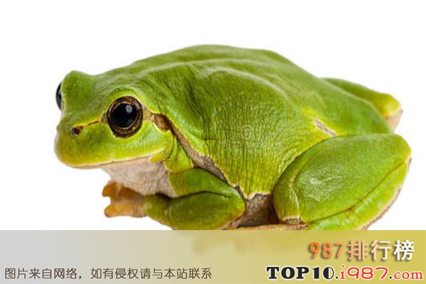 十大世界宠物蛙之雨蛙