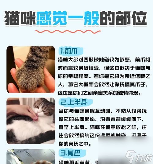 宠物心法解锁方法是什么？