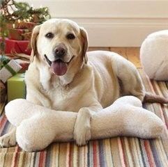 怎么养好一个宠物狗