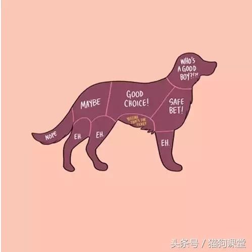 如何抚摸一只宠物？内附大量趣图，哈哈！