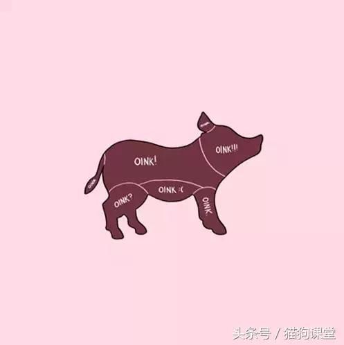 如何抚摸一只宠物？内附大量趣图，哈哈！