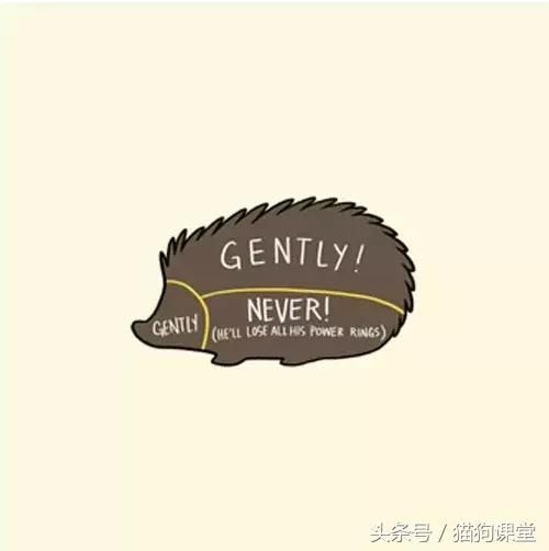 如何抚摸一只宠物？内附大量趣图，哈哈！