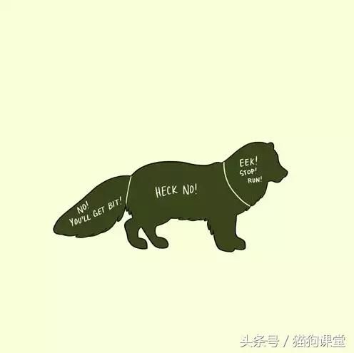 如何抚摸一只宠物？内附大量趣图，哈哈！