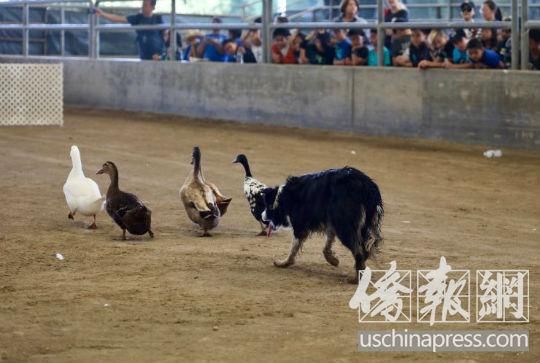 留学生将宠物当玩具 冒触法风险
