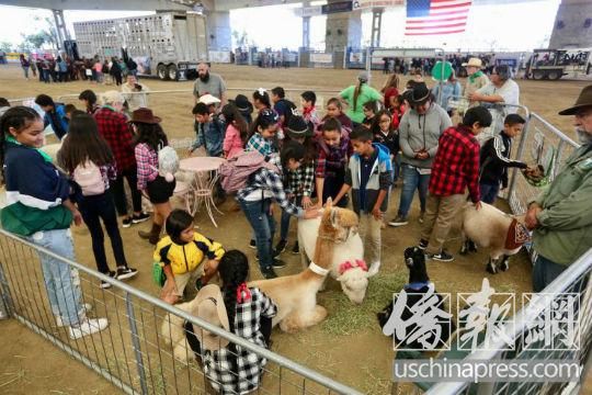 留学生将宠物当玩具 冒触法风险