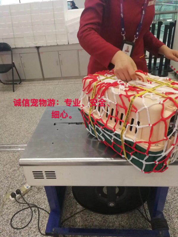 宠物托运流程