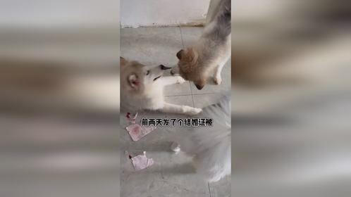 被狗撕了的结婚证已经补好了，勿念勿念