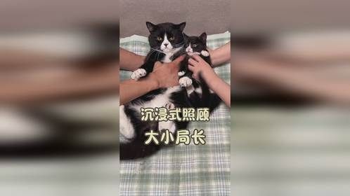 沉浸式照顾大小局长（不太稳重版）