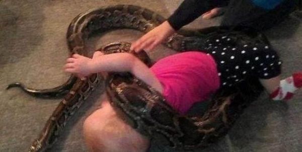 养蟒蛇当宠物？女子忘了喂，家猫被吃掉；男子被吃穷，捐给动物园