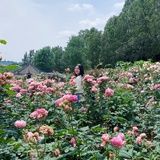 黑色麦角