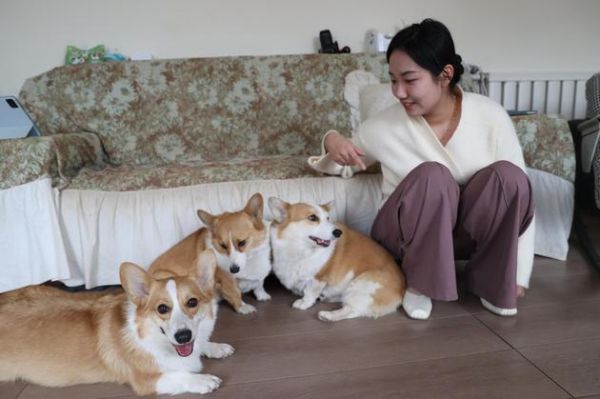 雷璐正在和寄养的宠物玩耍。中新社记者 于晶 摄