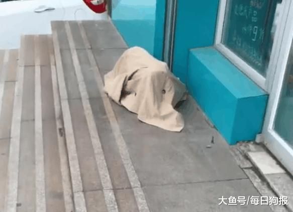 加菲猫被主人遗弃在宠物店门口, 留的字条令人愤怒!