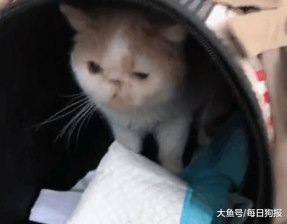 加菲猫被主人遗弃在宠物店门口, 留的字条令人愤怒!