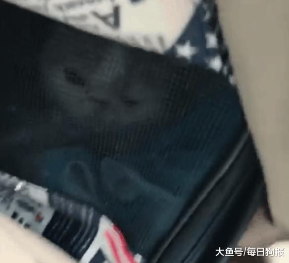 加菲猫被主人遗弃在宠物店门口, 留的字条令人愤怒!