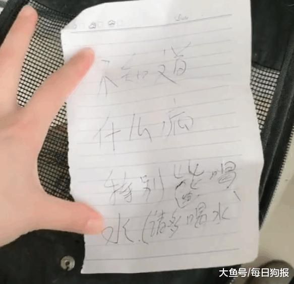加菲猫被主人遗弃在宠物店门口, 留的字条令人愤怒!
