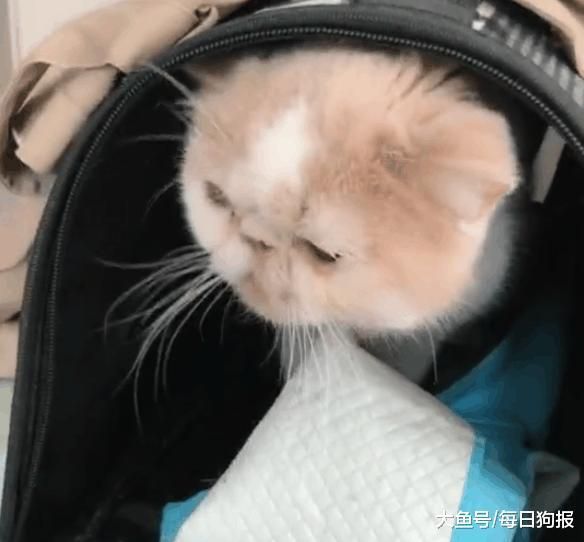 加菲猫被主人遗弃在宠物店门口, 留的字条令人愤怒!