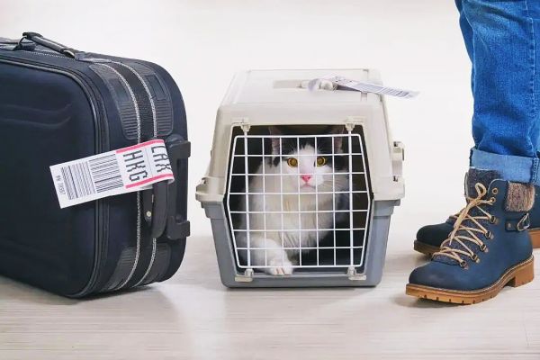 石家庄宠物托运物流公司-狗狗托运 猫咪托运 可全国托运