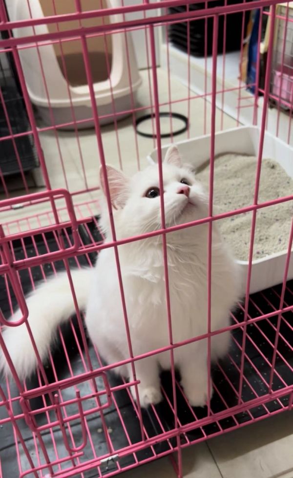 石家庄宠物托运物流公司-狗狗托运 猫咪托运 可全国托运