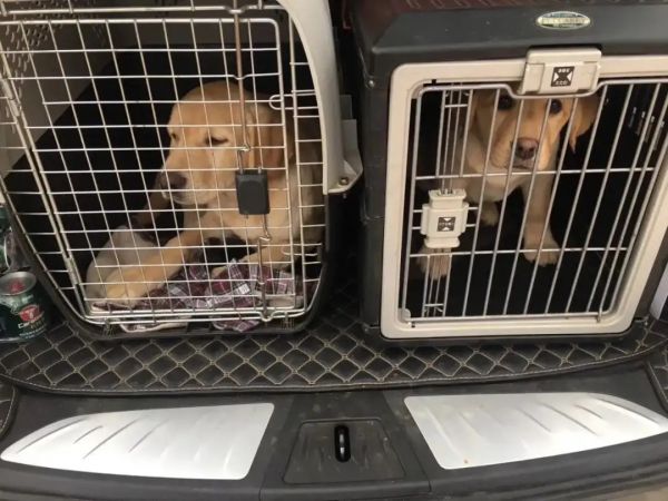 石家庄宠物托运物流公司-狗狗托运 猫咪托运 可全国托运