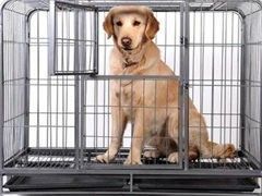 石家庄狗狗行为问题纠正-训犬电话