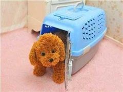 石家庄宠物狗狗行为训练-咨询电话