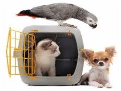 石家庄宠物定点大小便训练-宠爱多训犬学校