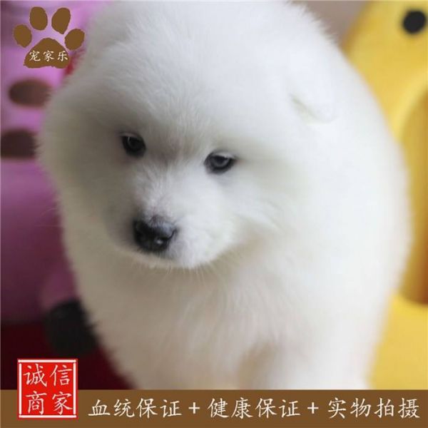 石家庄狗狗托运