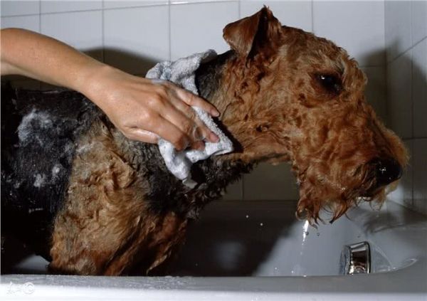 犬常见皮肤病—疥螨