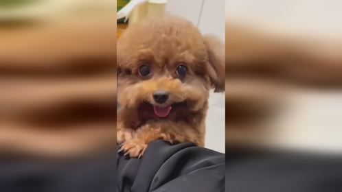 猫咪的搞笑反应，欢乐无极限！