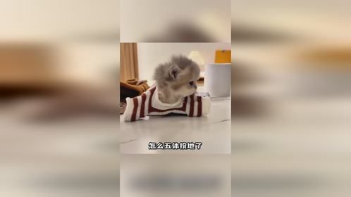 宠物搞笑合集，欢乐全场！