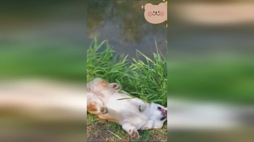 这只猫咪的动作，太逗了！