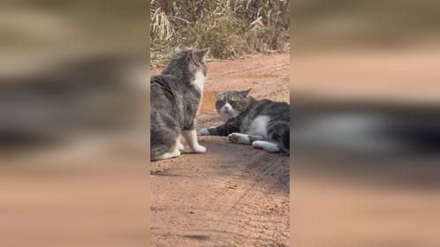 猫咪的奇葩瞬间，笑点满满！
