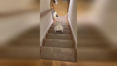 这只猫咪的表情，太魔性了！