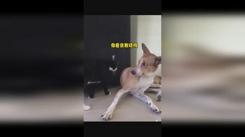 猫咪的搞笑瞬间，治愈你的心情！