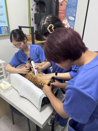豹猫胃溃疡肝损伤急救：及时干预守护消化系统健康