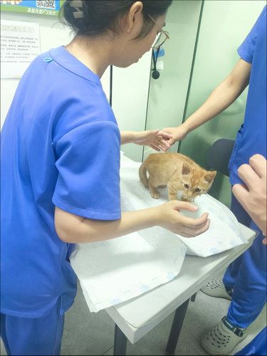 新养的小猫咪