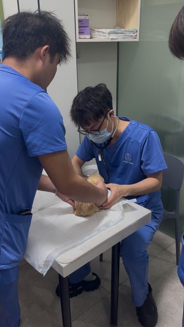 荷兰猪不吃不喝警惕胀气，及时干预护肠道健康