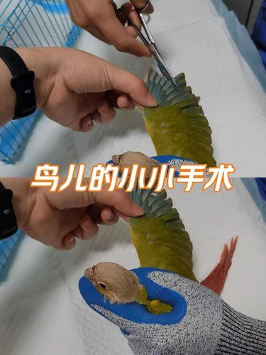 鹦鹉剪羽记｜专业细致超安心 