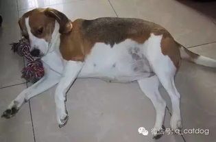 母狗难产，营养补充关键！