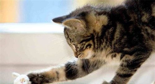 买宠物猫怎么验