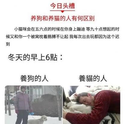 猫好养还是狗好养-图1