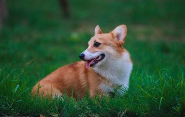 瑞典柯基犬资料介绍和图片 瑞典柯基犬好养吗