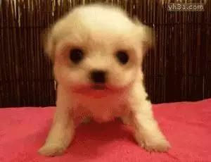 宠物狗狗为什么总喜欢盯着空白吼叫?！