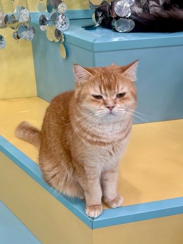 杭州湖滨…这家猫猫狗狗ju可爱！！